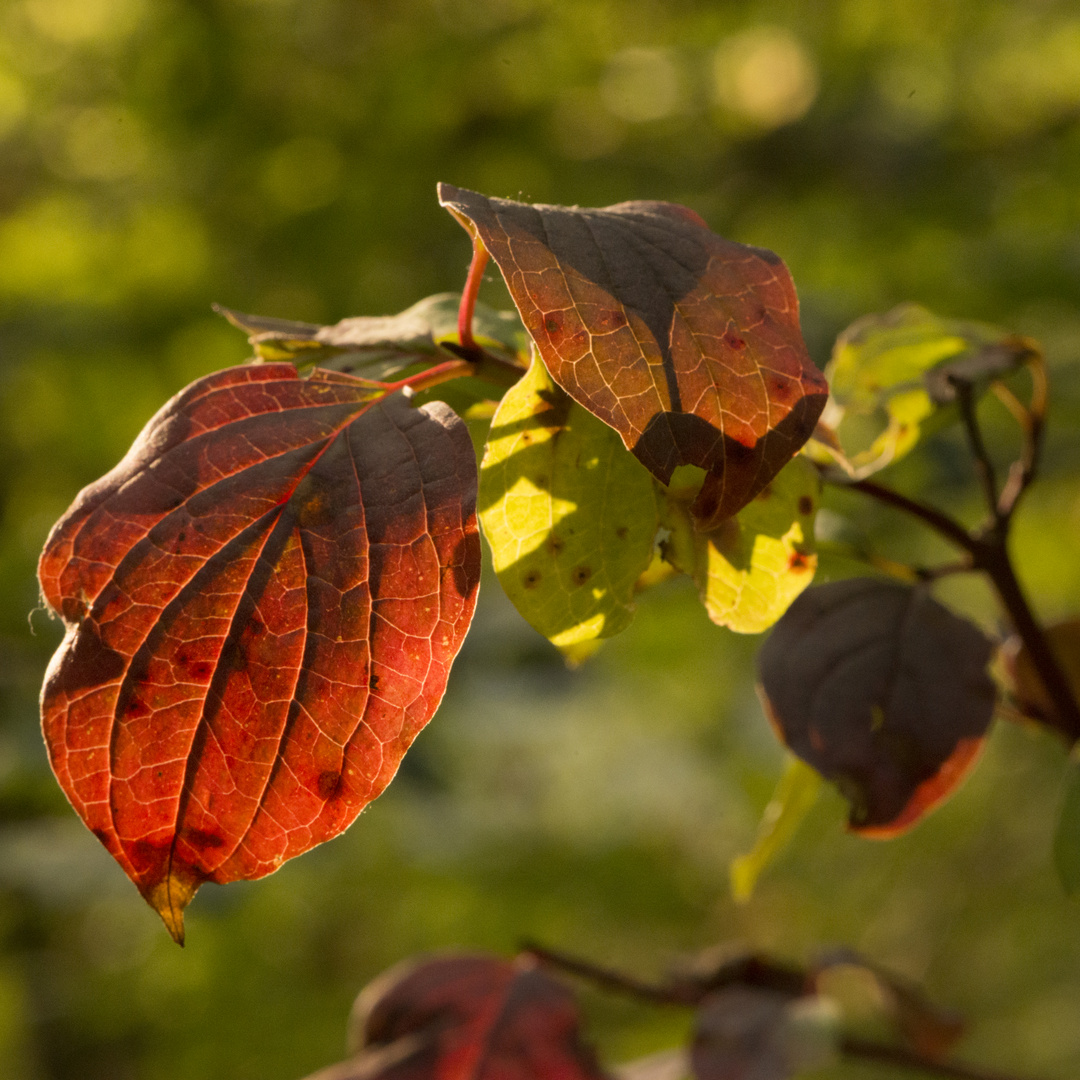 Herbstblätter