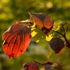 Herbstblätter