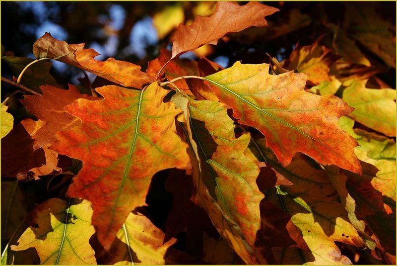 Herbstblätter...