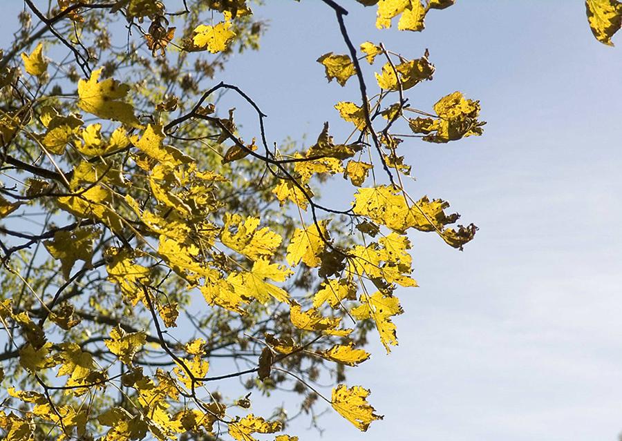 Herbstblätter