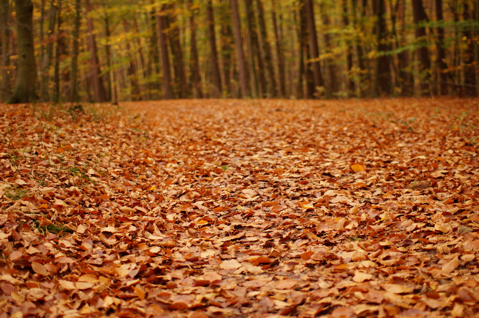 Herbstblätter