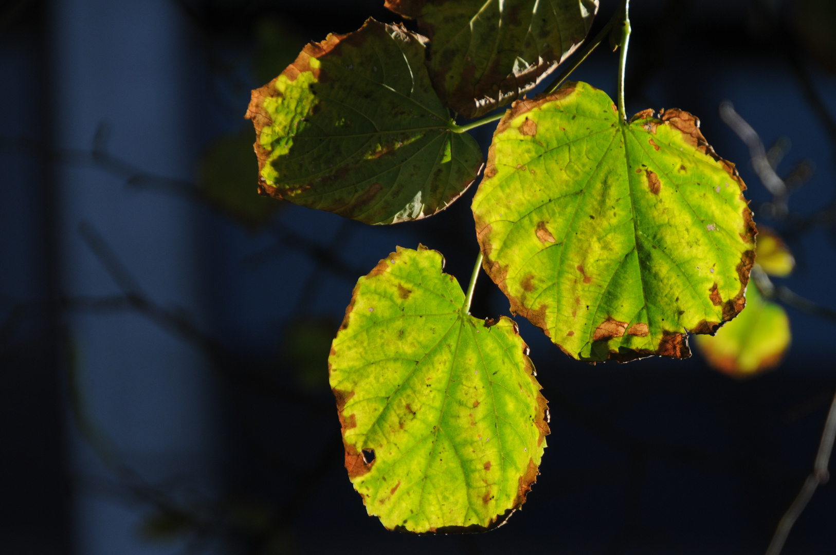 Herbstblätter