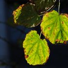 Herbstblätter