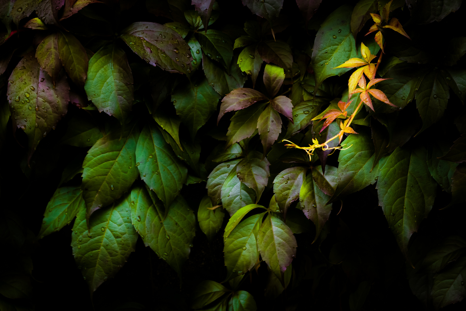 Herbstblätter