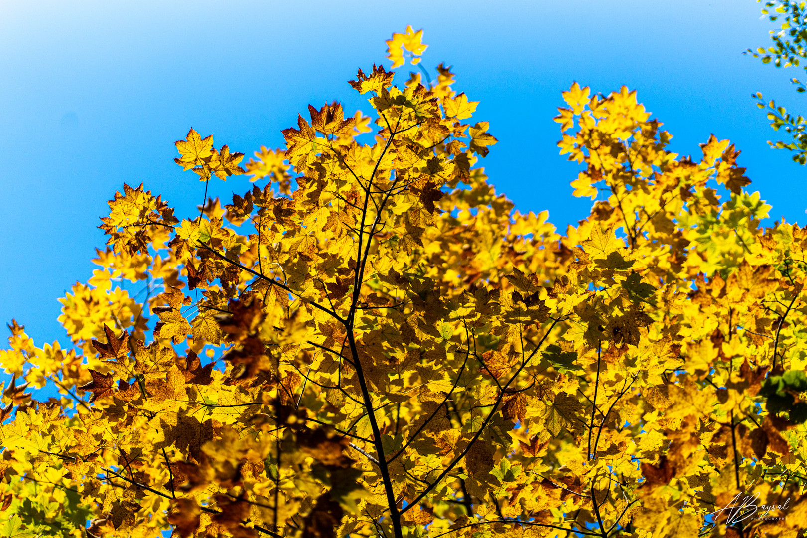 Herbstblätter