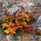 Herbstblätter