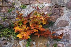 Herbstblätter