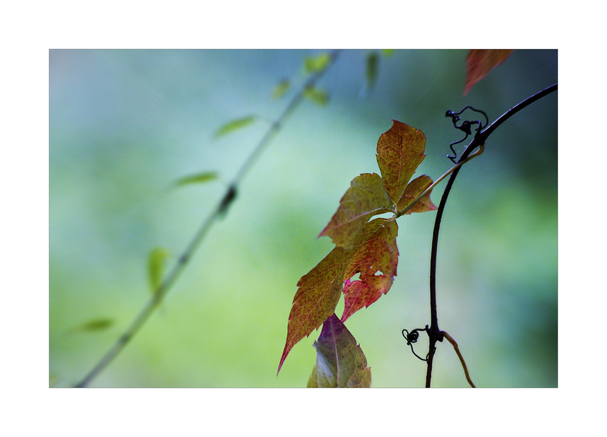 Herbstblätter