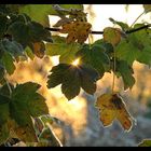 Herbstblätter