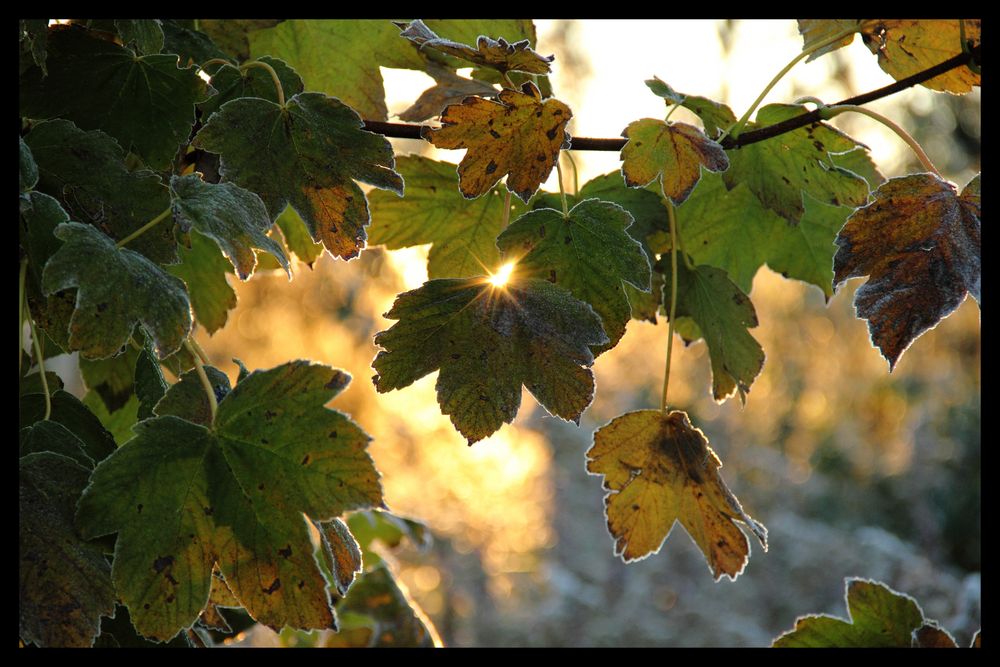 Herbstblätter