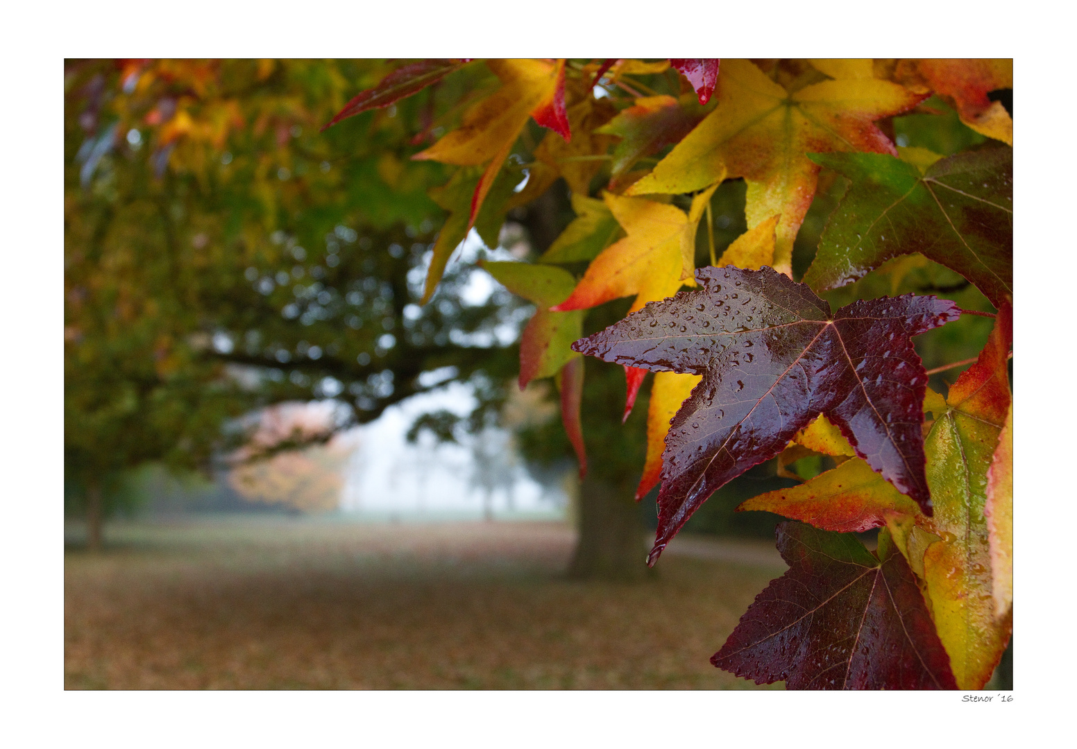 Herbstblätter...