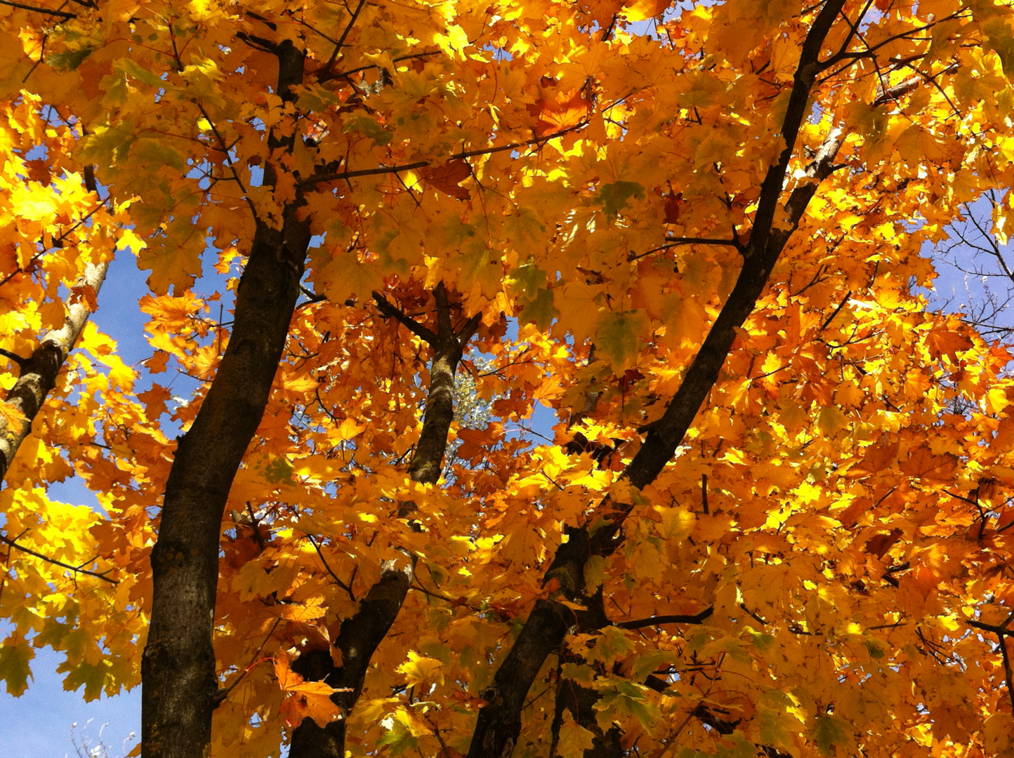 Herbstblätter