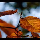 Herbstblätter