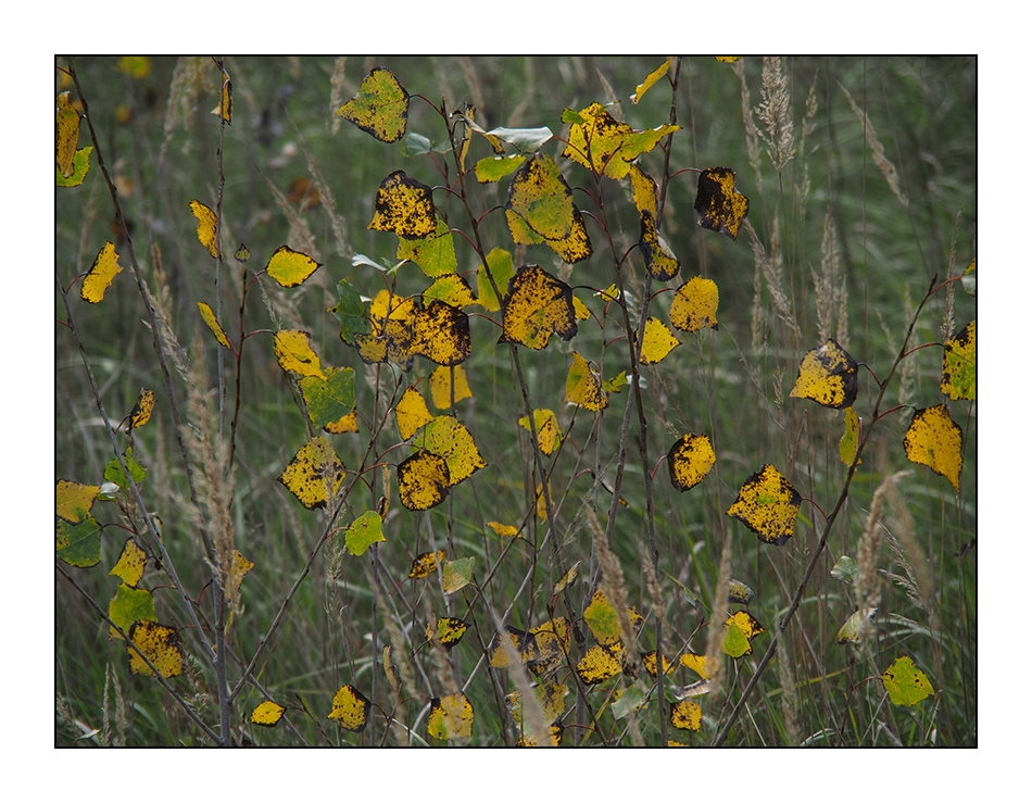 Herbstblätter