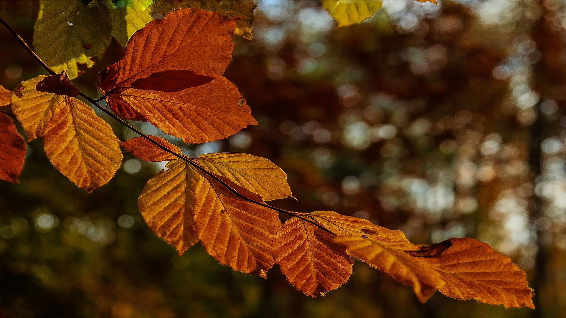 Herbstblätter