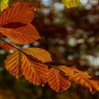 Herbstblätter