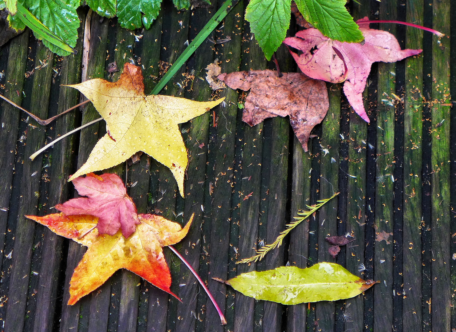 Herbstblätter