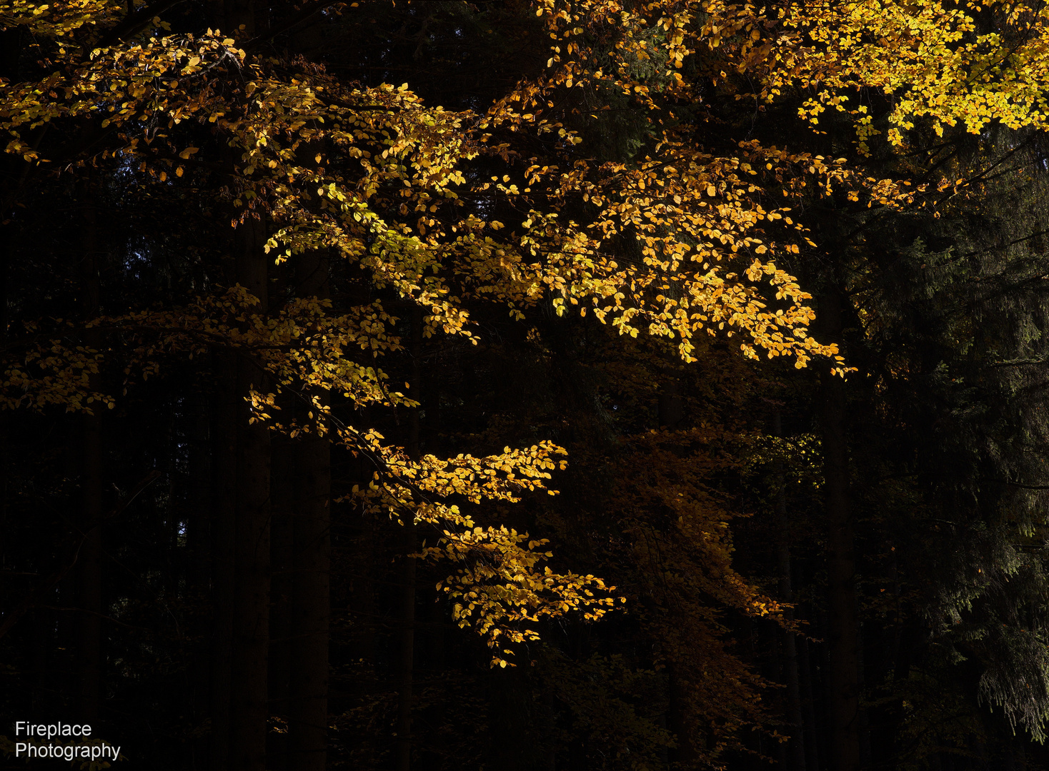 Herbstblätter, die das Sonnenlicht genießen