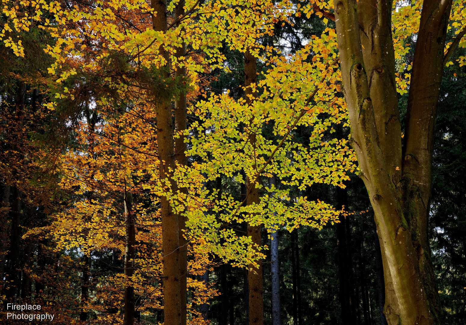 Herbstblätter, die das Sonnenlicht genießen