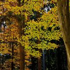 Herbstblätter, die das Sonnenlicht genießen