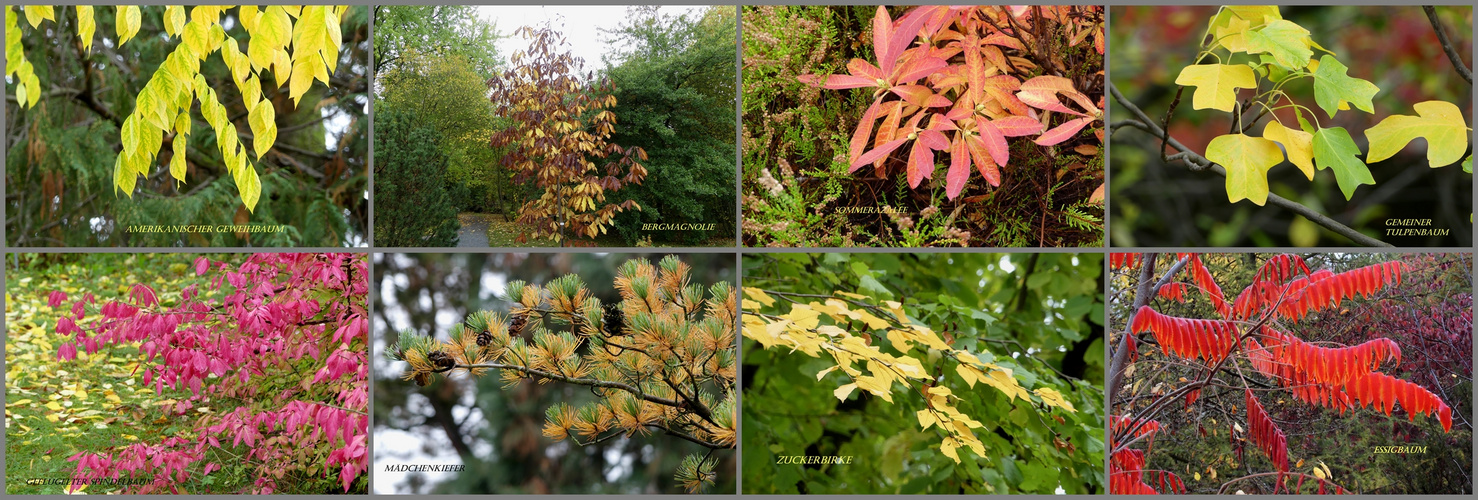 Herbstblätter