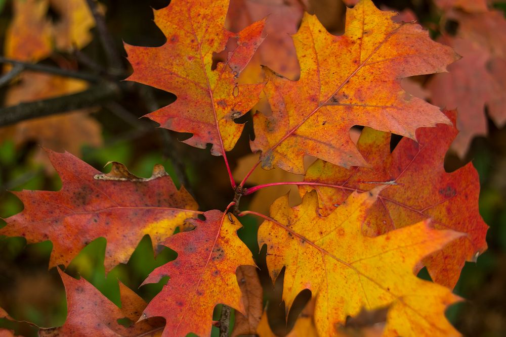 Herbstblätter