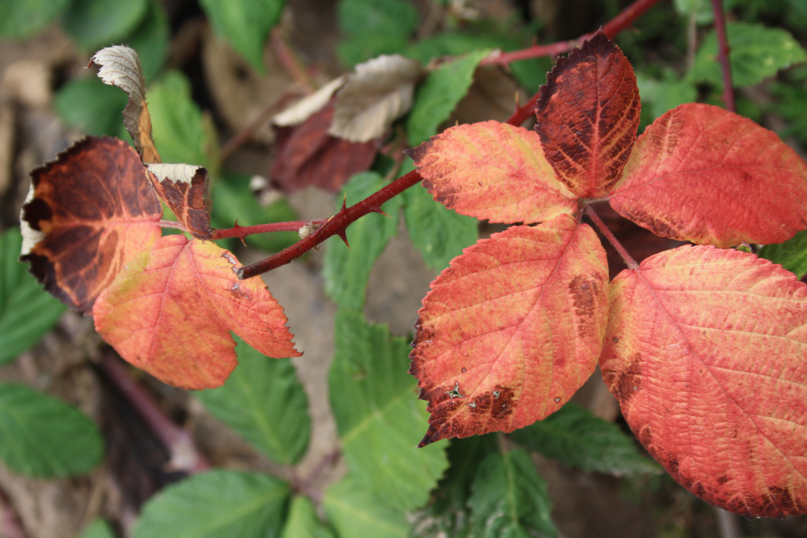 Herbstblätter