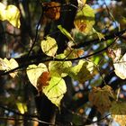 Herbstblätter