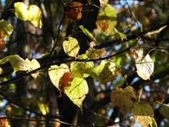 Herbstblätter