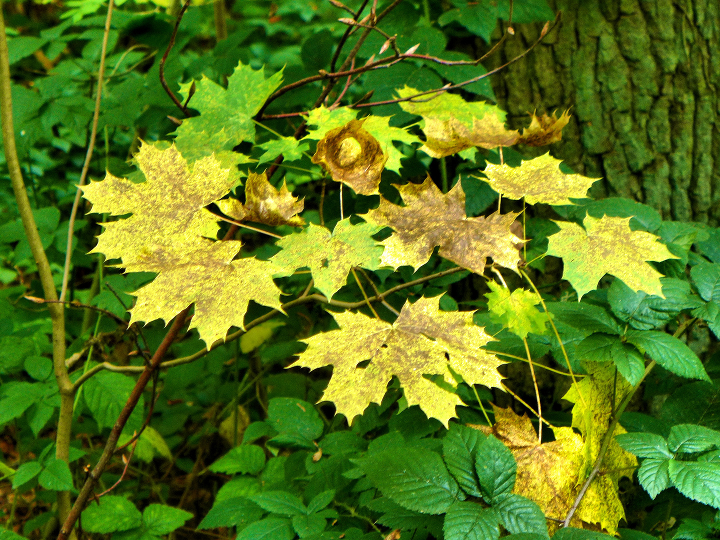 Herbstblätter