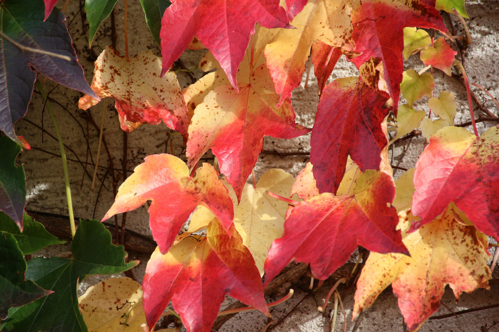 Herbstblätter