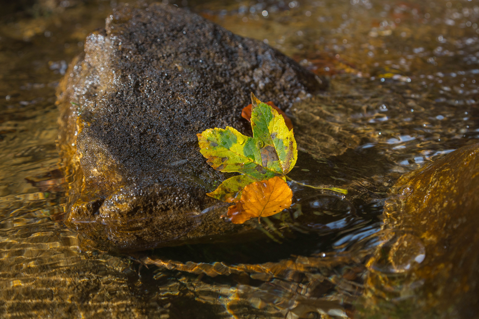 Herbstblätter