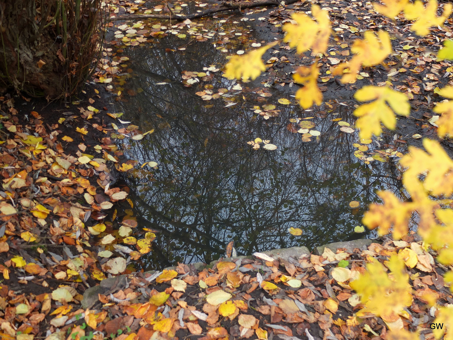 Herbstblätter