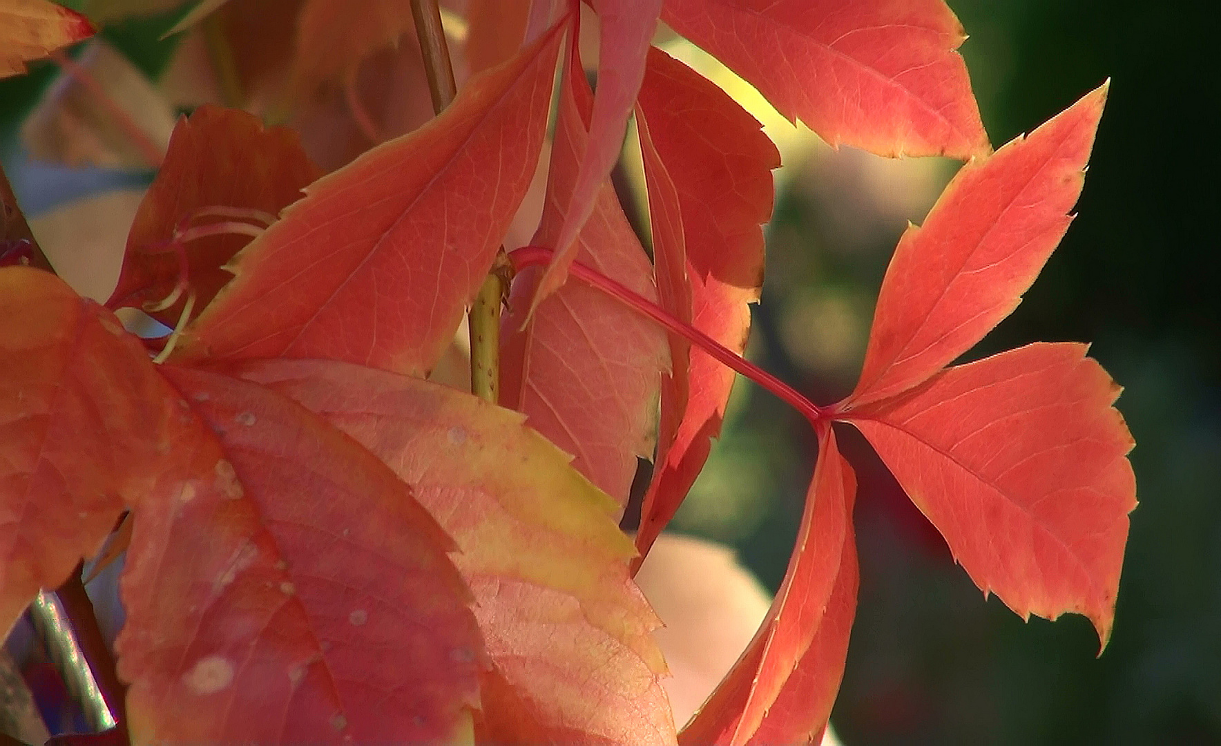 Herbstblätter