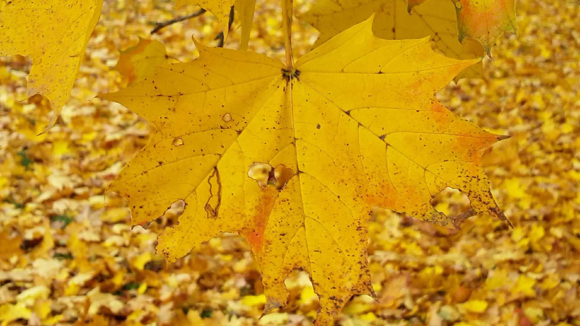 Herbstblätter