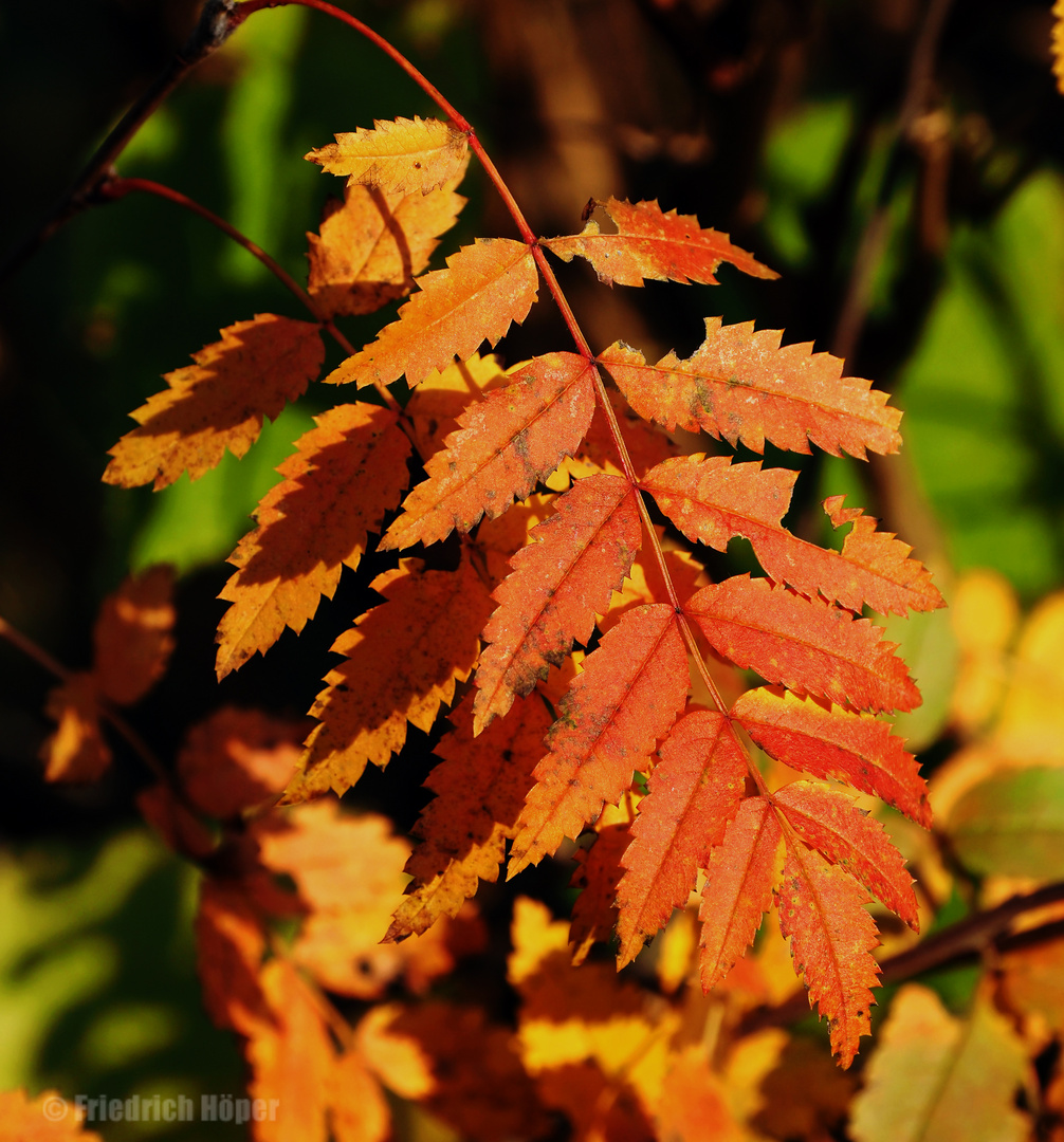 Herbstblätter (Eberesche)