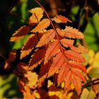 Herbstblätter (Eberesche)