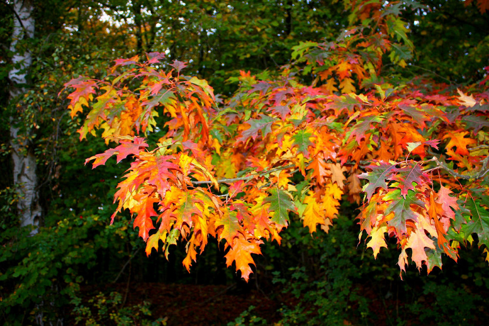 Herbstblätter