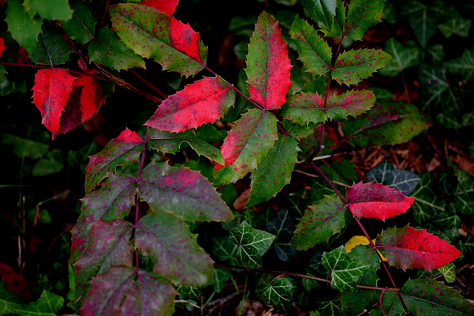 Herbstblätter einer Mahonie.