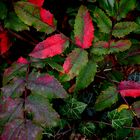 Herbstblätter einer Mahonie.