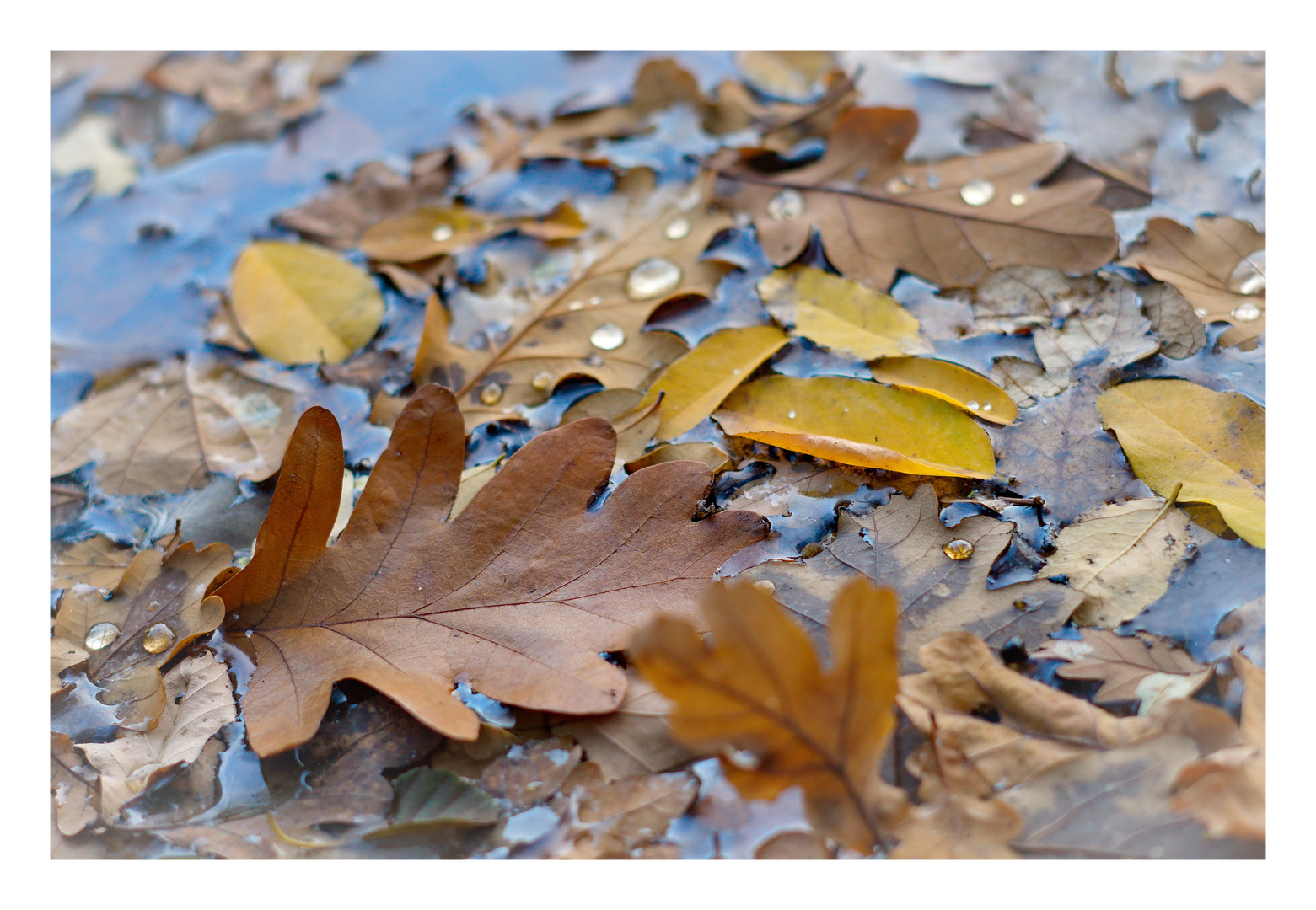 Herbstblätter 