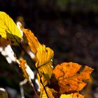 Herbstblätter