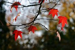 Herbstblätter