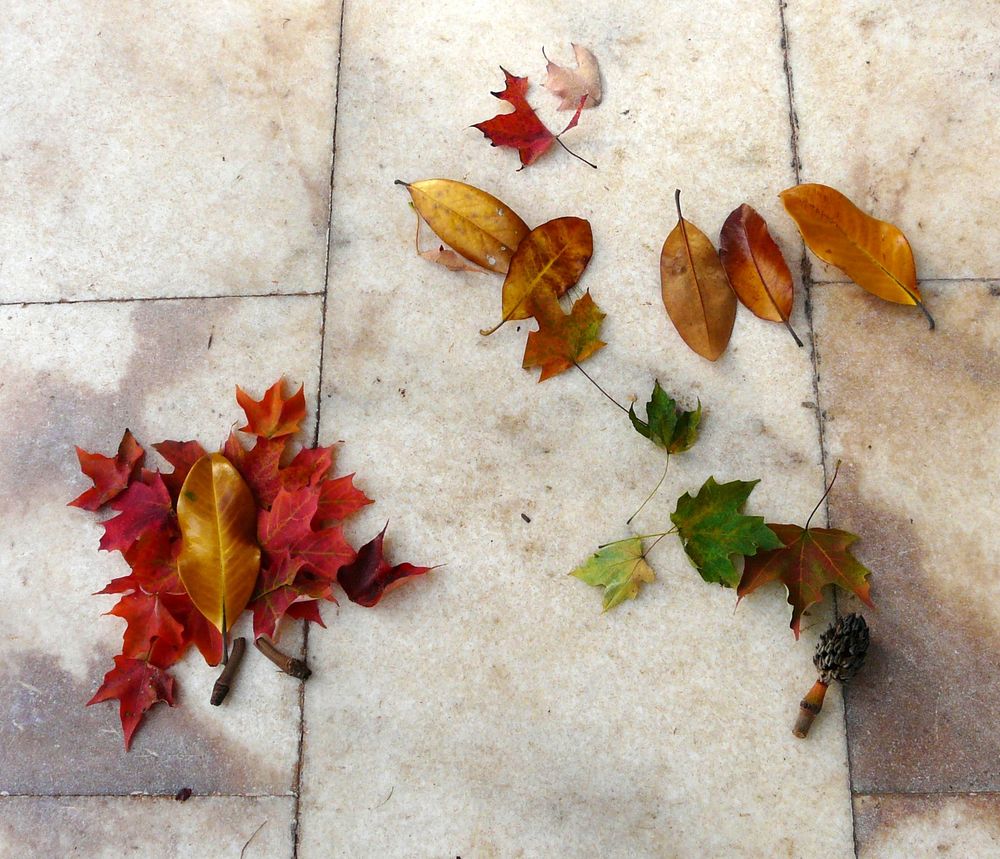 Herbstblätter 