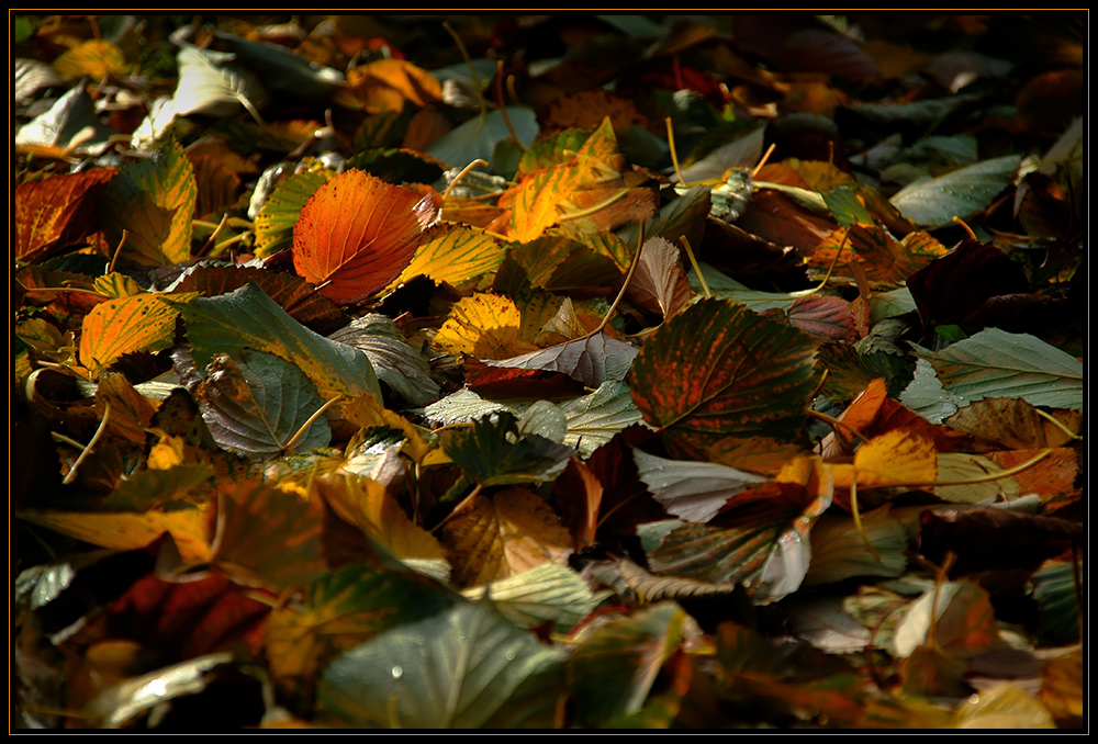 Herbstblätter...