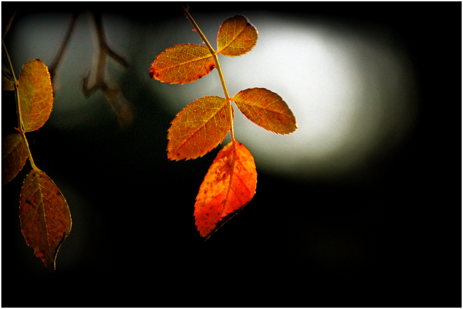 Herbstblätter