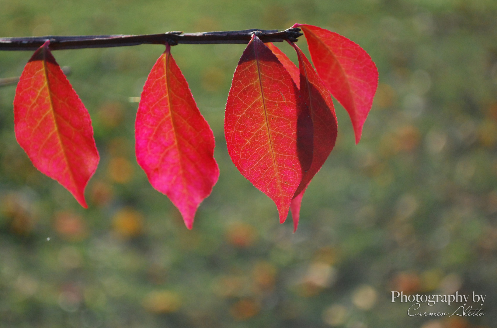 *Herbstblätter-Familie*