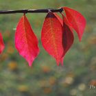 *Herbstblätter-Familie*