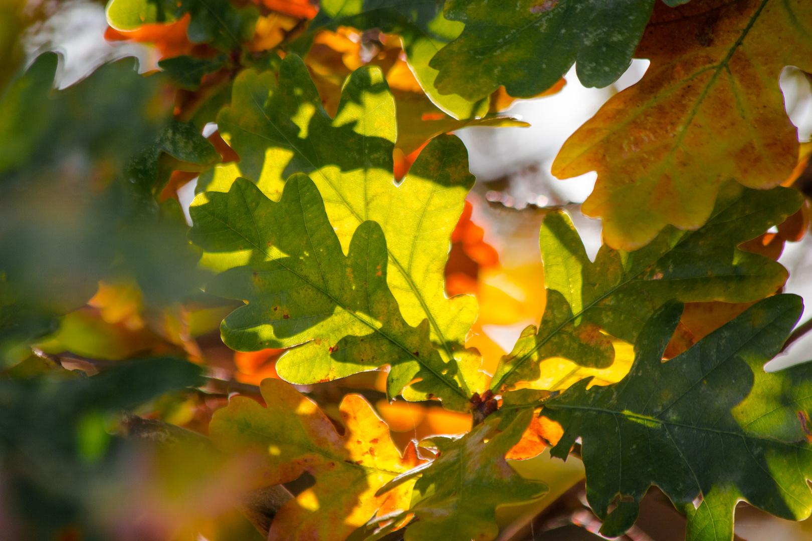 Herbstblätter