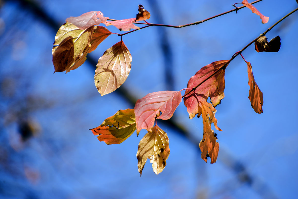 Herbstblätter